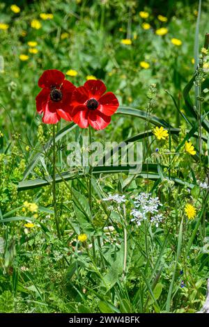 Ranunculus asiaticus, the Persian buttercup, is a species of buttercup (Ranunculus) native to the eastern Mediterranean region in southwestern Asia, s Stock Photo