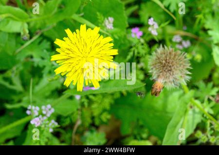 Crepis sancta Commonly known as hawksbeard or hawk's-beard Photographed in Jezreel Valley, Israel in March Stock Photo