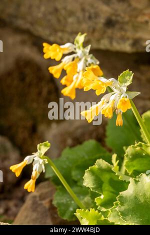 Striking Primula palinuri, Palinuro auricula. Natural close up flowering plant portrait, Springtime.Alluring, Astounding, Breathtaking, Compelling, Stock Photo