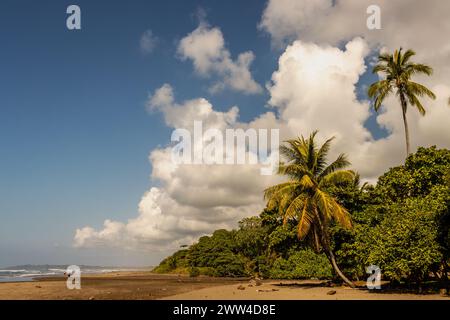 Warm image of a deserted beach and jungle along the coast of Costa Rica. Palm trees are seen rising in the background. Stock Photo