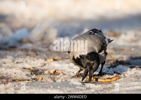 Hooded crow looking for food in the Oslo snow. Stock Photo