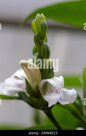 Justicia adhatoda flowers Stock Photo