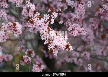 Branches of blooming ornamental Pissardi plum strewn with pink flowers. Spring floral background. Blooming plum close-up. Red and black cherry plum. Stock Photo