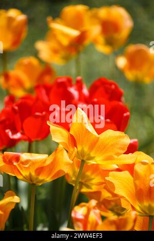 Blooming red and yellow tulips in the sun in the park on a blurred green background, spring flowers. Bright multi-colored tulip flowers. Stock Photo