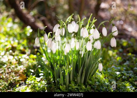 Blooming snowdrops with water drops in the sun. Snowdrop flowers in the forest. First spring flowers. Galanthus nivalis. Stock Photo