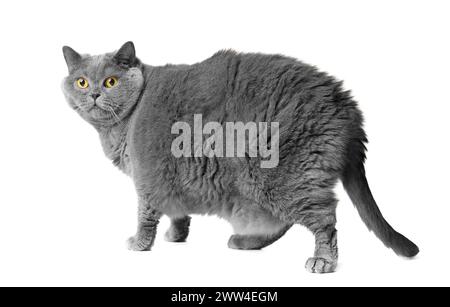 A fat gray British cat with big yellow eyes stands in front of a white background. Obesity of the Scottish cat. Stock Photo