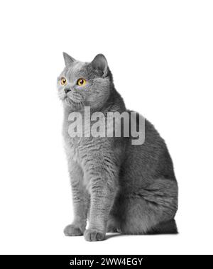A blue British cat with big orange eyes sits on a white background. Purebred gray cat on white isolated. Stock Photo