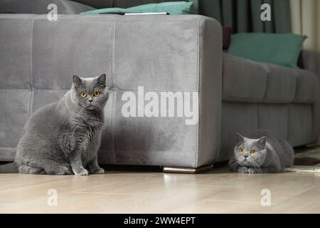 Two British cats in the interior. Scottish and British cat. Fat and thin cats play in the living room. A pair of gray cats. Stock Photo