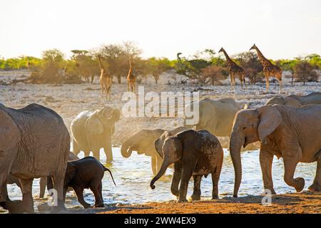 Elephants playtime in the African bush with sunlight and shadows and a herd of giraffe on the opposite side of the bank, Etosha National Park Stock Photo