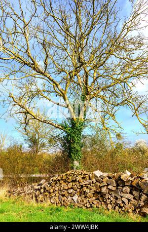 Oak tree (leafless in Winter) with stack of cut and split branches for domestic fuel - central France. Stock Photo