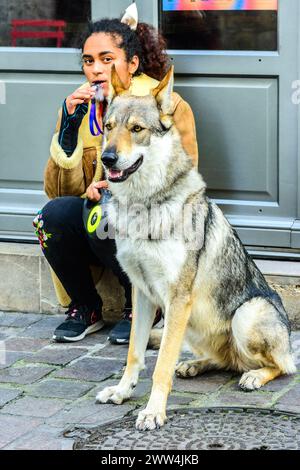 Young ethnic woman sitting on step with Czechoslovakian Wolfdog - Tours, Indre-et-Loire (37), France. Stock Photo