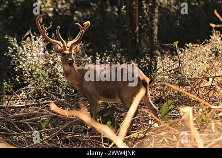 Herd of Eld's Deer (Rucervus eldii siamensis) in the Wildlife Research Center, Pang Tong, Mae Hong Son Province, Thailand Stock Photo