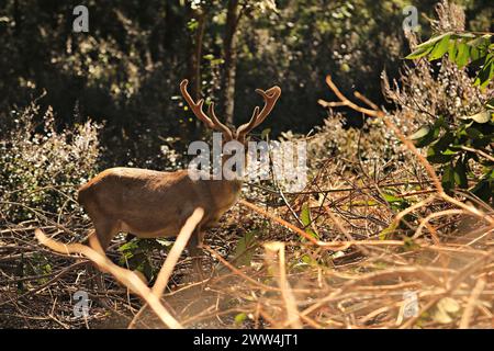 Herd of Eld's Deer (Rucervus eldii siamensis) in the Wildlife Research Center, Pang Tong, Mae Hong Son Province, Thailand Stock Photo