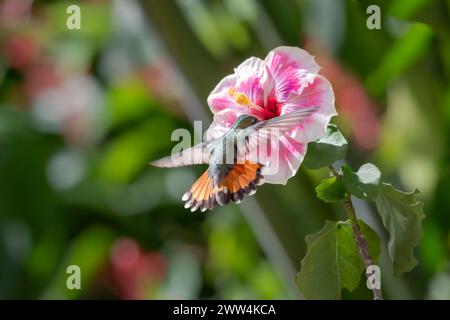 Ruby Topaz hummingbird, Chrysolampis mosquitus, feeding on an exotic pink Hibiscus flower Stock Photo