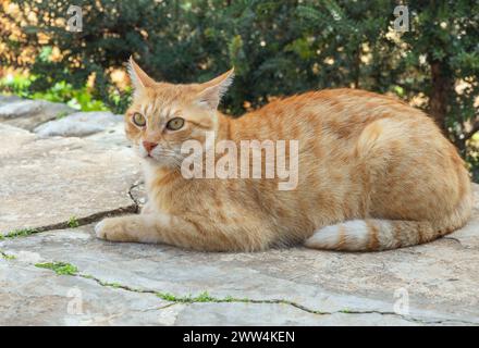 beautiful red cat lies and looks forward Stock Photo