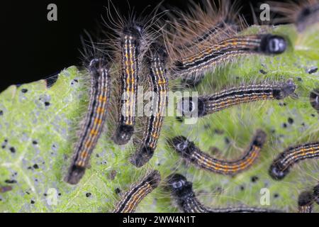 Caterpillars eating apple tree leaves in the garden. lackey moth, Malacosoma neustria. Stock Photo