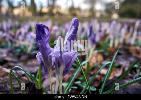 Raindrops on the petals of a blooming crocus flower in the meadow, Poland Stock Photo
