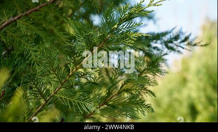Thuja occidentalis. Green thuja tree branches, background. Stock Photo