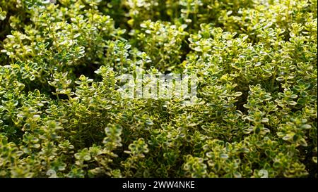 Aureus Lemon Thyme - Thymus citriodorus culinary herb plant. Lemon or citrus thyme decorative bush. Stock Photo