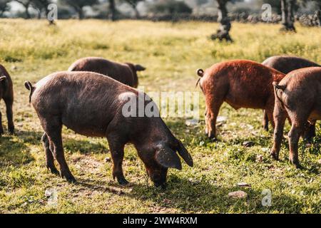 A group of pigs are grazing in a field Stock Photo