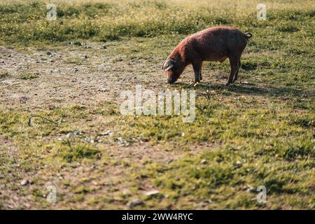 A pig is eating grass in a field. The field is dry and brown, and the pig is the only living thing in the scene Stock Photo