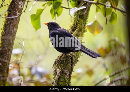 Close up of a male blackbird with brightb yellow beak and eye ring perched on a mossy branch. Stock Photo