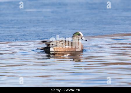 A Wigeon duck swimming in a blue icy lake in Wintertime. Stock Photo