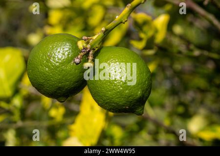 Limes on a lime tree - fresh fruit Stock Photo