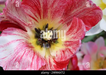 Pink and white tulip close-up against the background of other pink tulips . Stock Photo