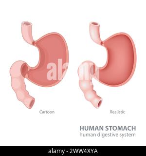 Human Stomach In Cartoon and Realistic, Vector Illustration Stock Vector