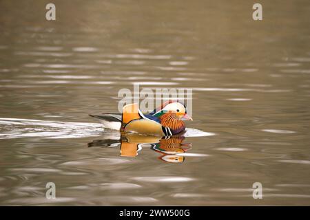 Male mandarin duck (Aix galericulata) on the Cemetery Lake on Southampton Common Stock Photo