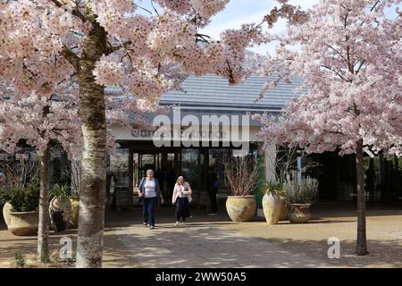 Yoshino Cherry (Prunus x yedoensis) blossom, Welcome Building, RHS Garden Wisley, Woking, Surrey, England, Great Britain, United Kingdom, UK, Europe Stock Photo