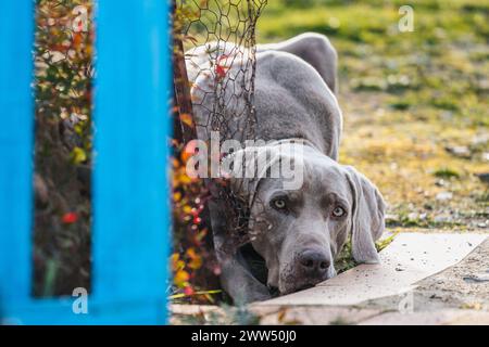 portrait of weimaraner lying down looking peacefully in the field at sunset Stock Photo