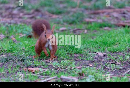 Close-up of curious red squirrel on green meadow. Bokeh Stock Photo