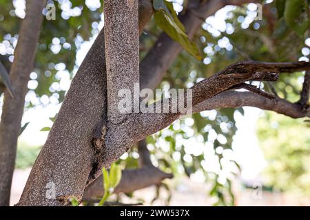 Citrus Snow Scale Insect of the species Unaspis citri on lemon tree Stock Photo