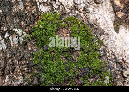 Green True Mosses of the Phylum Bryophyta Stock Photo
