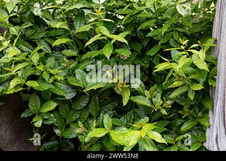 Rose Cactus Plant of the species Pereskia grandifolia Stock Photo