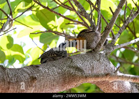 Campo Flicker Bird Of The Species Colaptes Campestris Stock Photo - Alamy