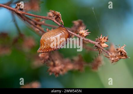 Photinaid Mantis Eggcase of the Family Photinaidae Stock Photo