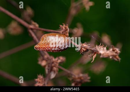 Photinaid Mantis Eggcase of the Family Photinaidae Stock Photo