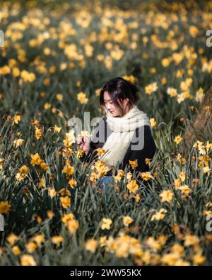 A tourist enjoys the London spring sunshine in a bed of daffodils in St. James's Park. Stock Photo