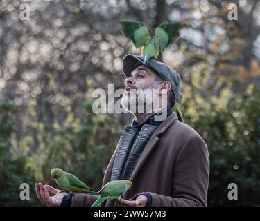 A man relaxes in the park feeding parakeets in St. James Park in London. Stock Photo