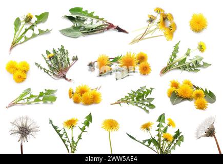 Set of many dandelions on white background Stock Photo