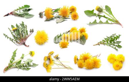 Set of many yellow dandelions on white background Stock Photo