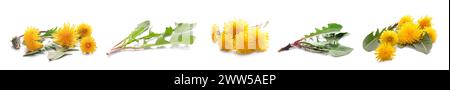 Set of yellow dandelions on white background Stock Photo