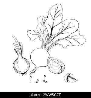 Vector illustration. Beetroot with tops, beetroot slice, onion drawn in black outline in vector on a white background. Suitable for printing on fabric Stock Vector