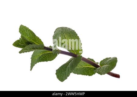 Sprig of mint (mentha) with green leaves isolated on white with clipping path included Stock Photo