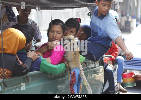 A passenger in a vehicle gives money to a long-tailed monkey (Macaca fascicularis) who is performing acrobatics on the street. Stock Photo