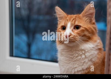 Beautiful red cat close-up. Cute ginger kitten sits near the window. Stock Photo