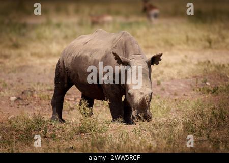 Southern White Rhino Grazing Stock Photo